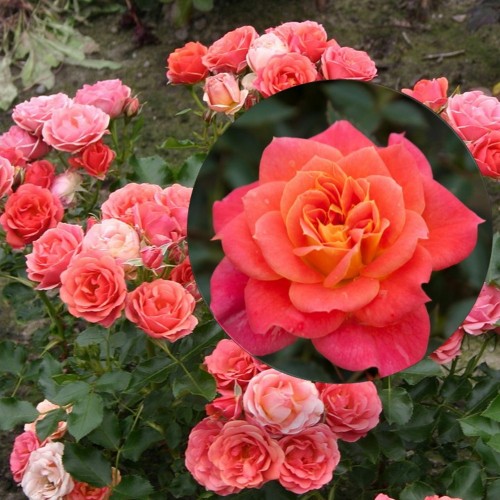 Rosa 'Mandarin' - Roos 'Mandarin' C4/4L